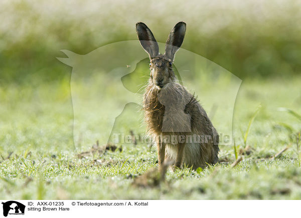 sitzender Feldhase / sitting Brown Hare / AXK-01235