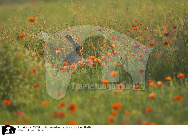 sitzender Feldhase / sitting Brown Hare / AXK-01238