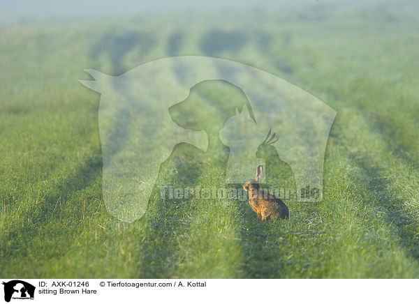 sitzender Feldhase / sitting Brown Hare / AXK-01246