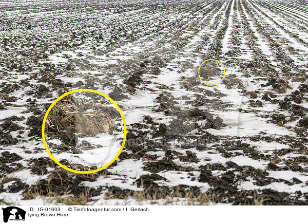 liegender Feldhase / lying Brown Hare / IG-01603