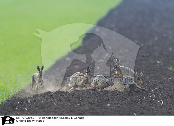 rennende Feldhasen / running Brown Hares / IG-02052