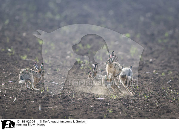 running Brown Hares / IG-02054