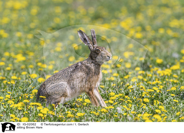 sitzender Feldhase / sitting Brown Hare / IG-02062