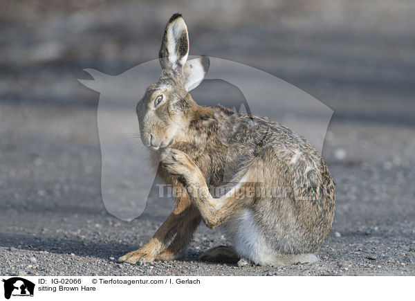 sitzender Feldhase / sitting Brown Hare / IG-02066