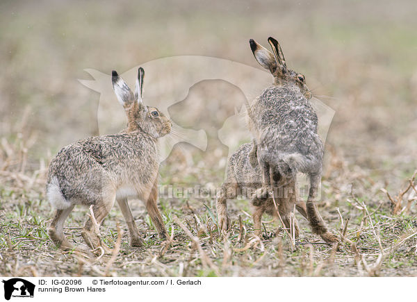 rennende Feldhasen / running Brown Hares / IG-02096