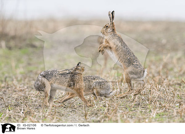 Feldhasen / Brown Hares / IG-02106