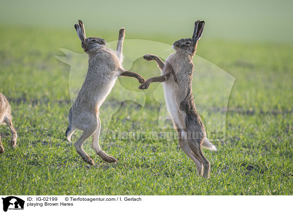 spielende Feldhasen / playing Brown Hares / IG-02199