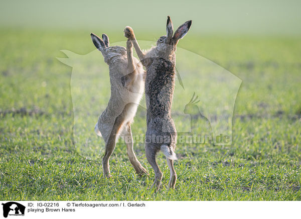 spielende Feldhasen / playing Brown Hares / IG-02216