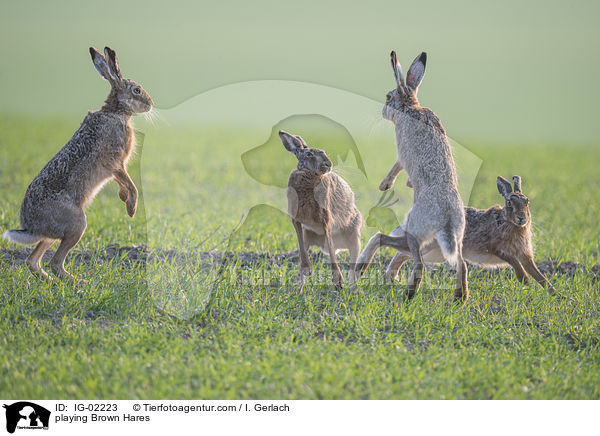 spielende Feldhasen / playing Brown Hares / IG-02223
