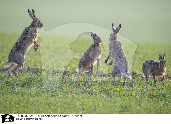 spielende Feldhasen / playing Brown Hares / IG-02224