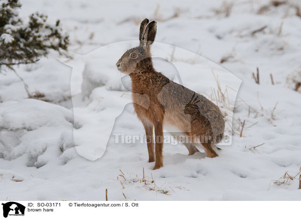 Feldhase / brown hare / SO-03171