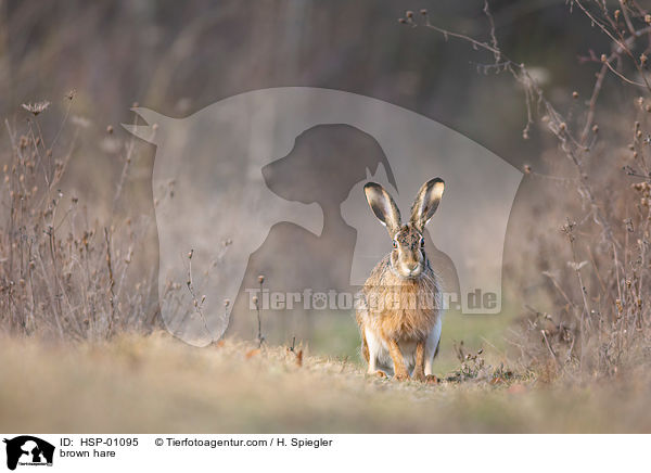 Feldhase / brown hare / HSP-01095