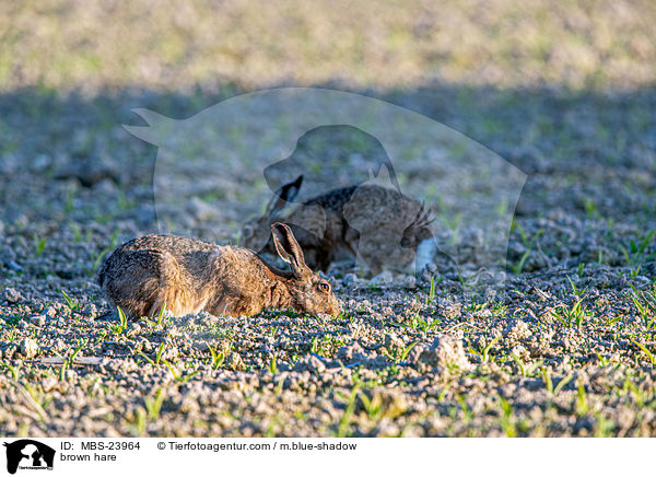 Feldhase / brown hare / MBS-23964