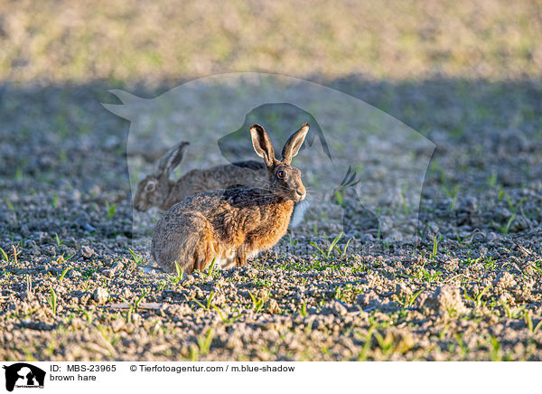 Feldhase / brown hare / MBS-23965