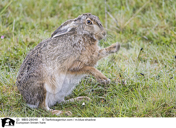 European brown hare / MBS-28048