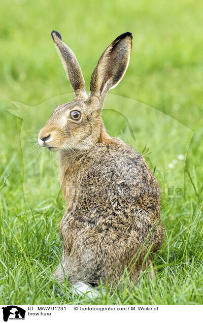 brow hare / MAW-01231