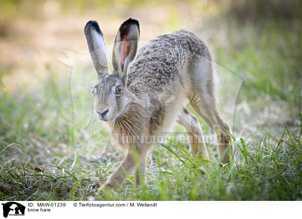 Feldhase / brow hare / MAW-01239