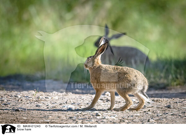 brow hare / MAW-01240
