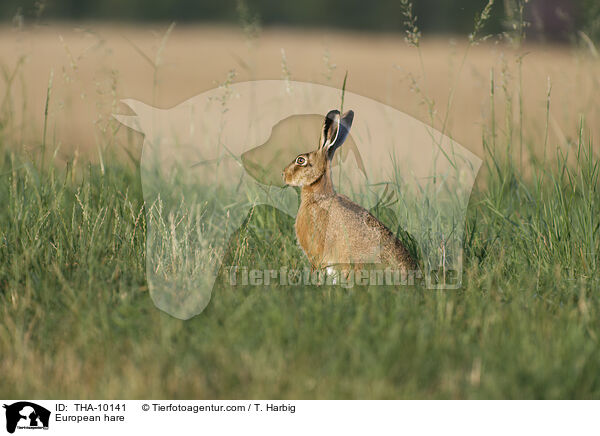 European hare / THA-10141