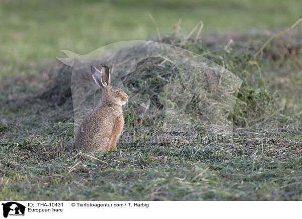 Feldhase / European hare / THA-10431