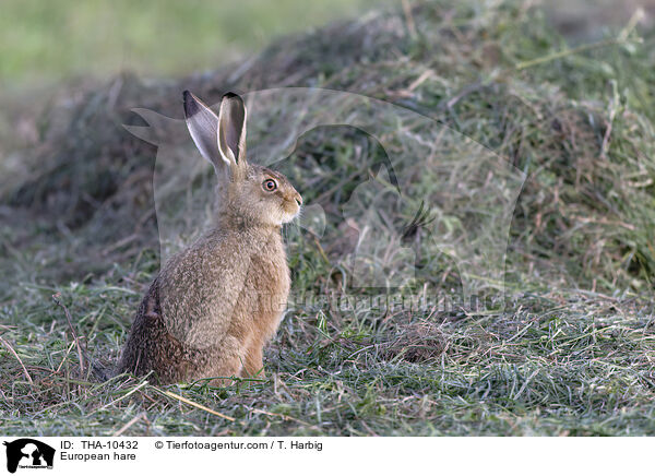 European hare / THA-10432