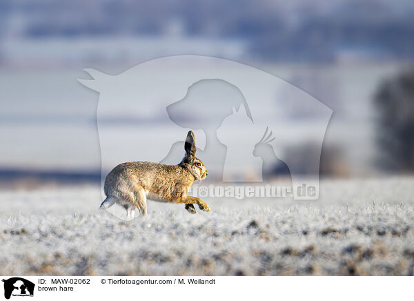 Feldhase / brown hare / MAW-02062