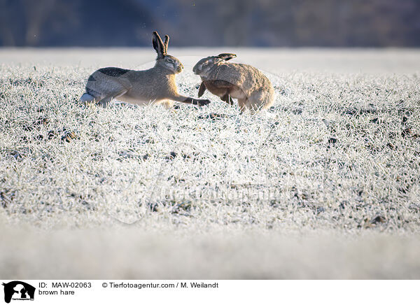 Feldhase / brown hare / MAW-02063