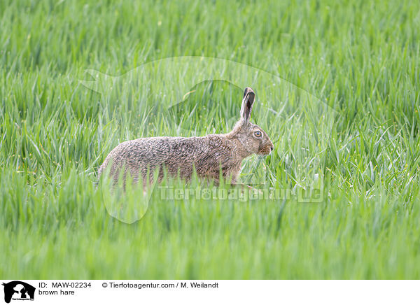 Feldhase / brown hare / MAW-02234