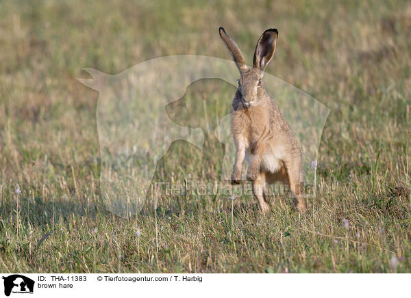Feldhase / brown hare / THA-11383