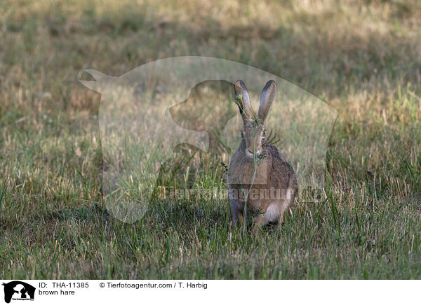 Feldhase / brown hare / THA-11385