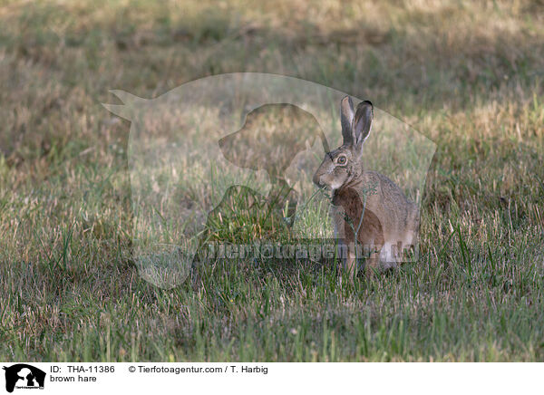 Feldhase / brown hare / THA-11386