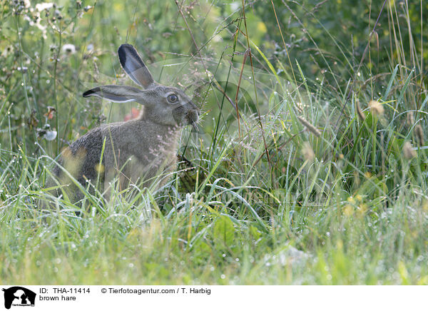 Feldhase / brown hare / THA-11414