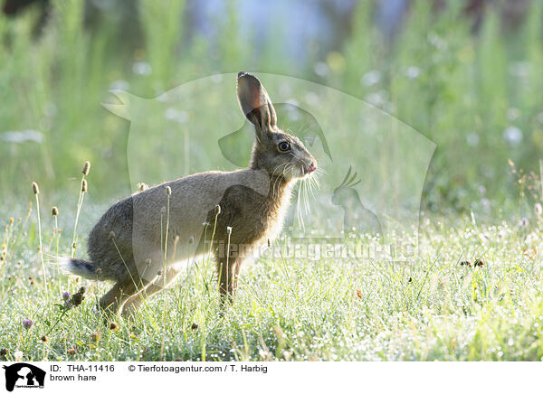 Feldhase / brown hare / THA-11416