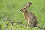 brown hare