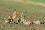 brown hares