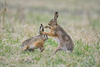 brown hares