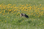 brown hare