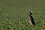 brown hare