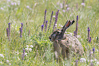 brown hare
