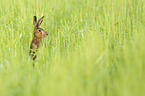 Brown Hare portrait