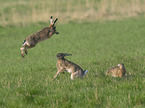 fighting Brown Hares