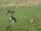 fighting Brown Hares