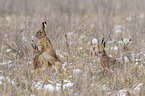 Brown Hares