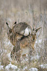 fighting Brown Hares