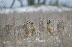 running Brown Hares