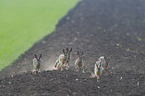 running Brown Hares
