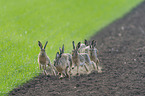 running Brown Hares