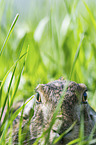 Brown Hare portrait