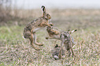Brown Hares