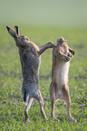 playing Brown Hares